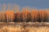 Field Of Birch_02530